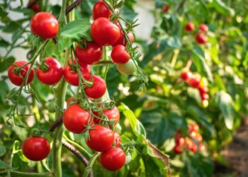 Tomates fraîches : Le Burkina Faso interdit leur exportation pour cette raison