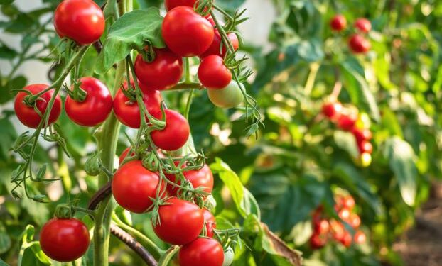 Tomates fraîches : Le Burkina Faso interdit leur exportation pour cette raison