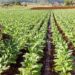 Campagne agricole 2026-2027 : la date et le lieu du lancement fixés par le Conseil des ministres