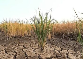 Malaisie : La sécheresse menace le riz, le gouvernement mise sur la pluie artificielle