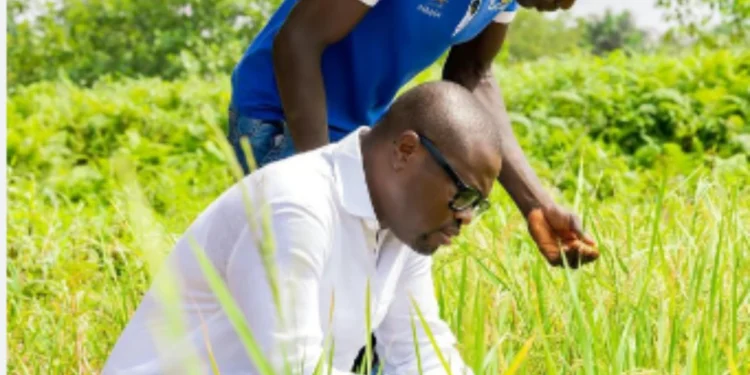 Campagne agricole 2026-2027 au Bénin : Le gouvernement Wadagni active des primes exceptionnelles pour booster la production