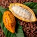 Cacao : Le « cartel » africain qui va faire trembler l&rsquo;industrie du chocolat