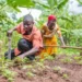 Coton, soja, riz, anacarde : Voici les conditions pour toucher les primes