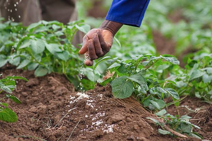 Crise des engrais : L&rsquo;IFDC appelle à repenser l&rsquo;utilisation des nutriments pour sauver la sécurité alimentaire