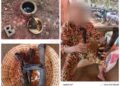 Découverte macabre à Tori-Bossito : Des ossements humains retrouvés chez un guérisseur
